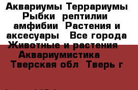 Аквариумы.Террариумы.Рыбки, рептилии, амфибии. Растения и аксесуары - Все города Животные и растения » Аквариумистика   . Тверская обл.,Тверь г.